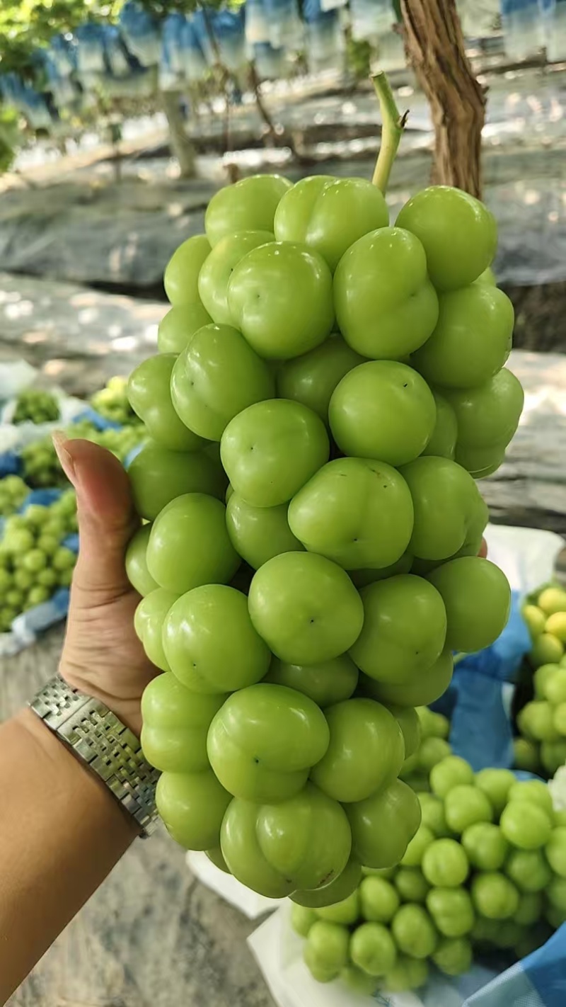 阳光玫瑰