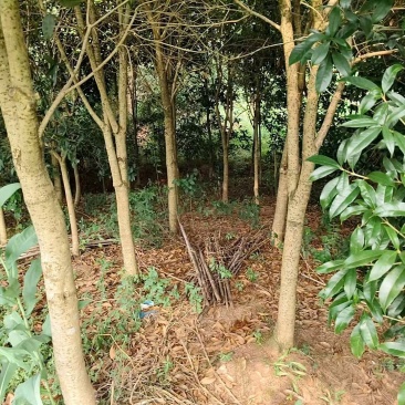 桂花树，金桂，月桂，红桂