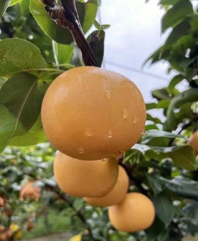 秋月梨
