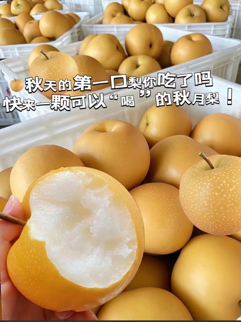 秋月梨