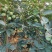 容器巧克力柿子树，5至8公分