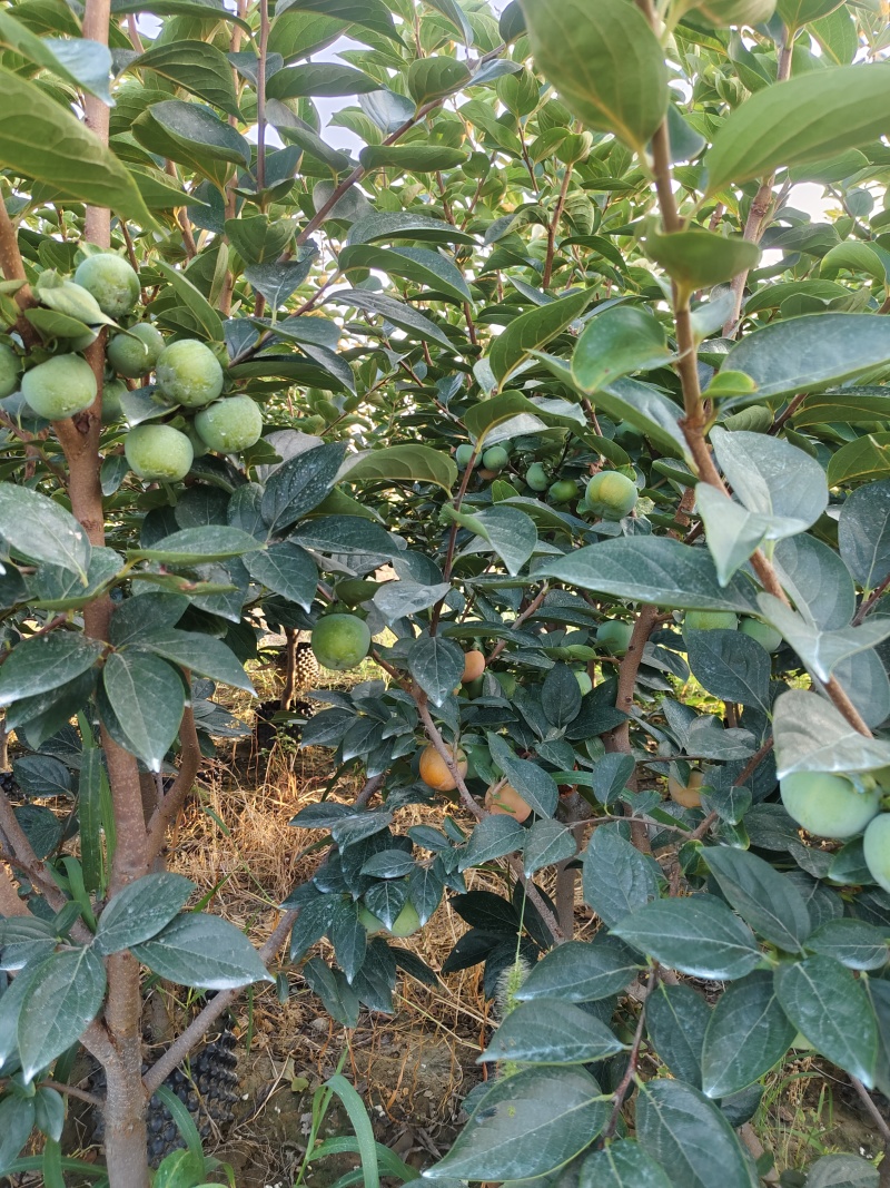 容器巧克力柿子树，5至8公分