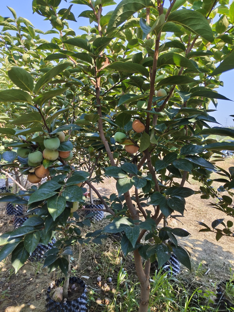 容器巧克力柿子树，5至8公分