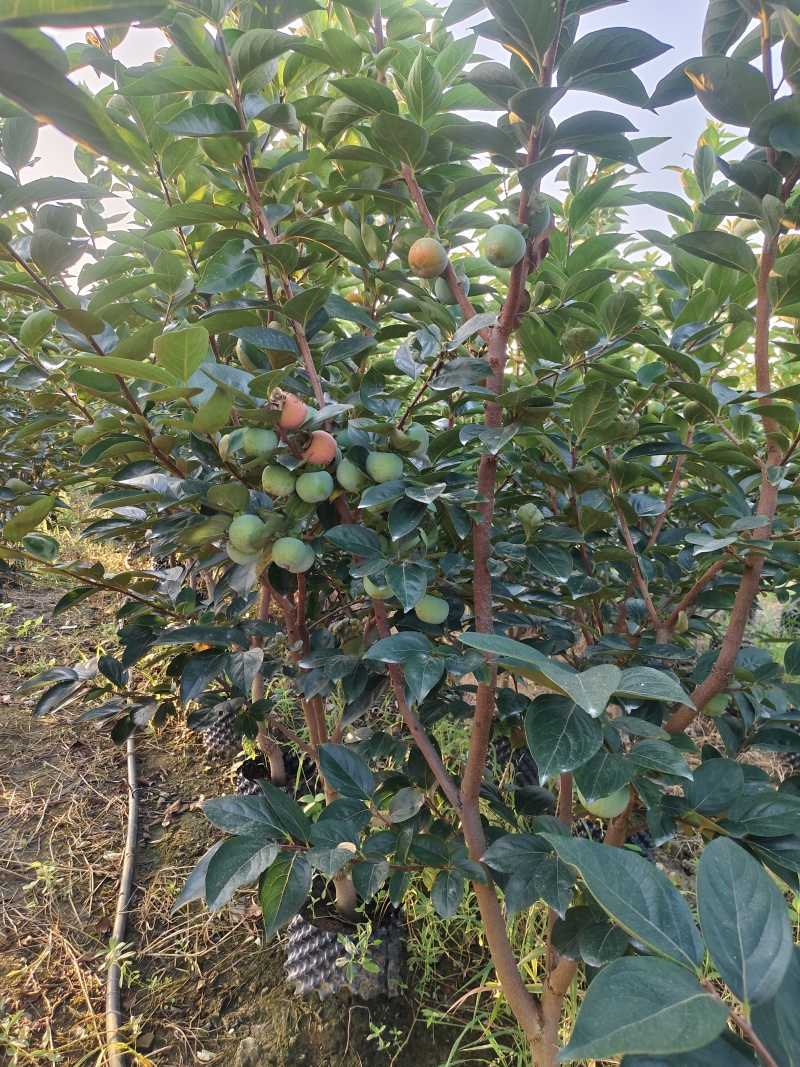 容器巧克力柿子树，5至8公分