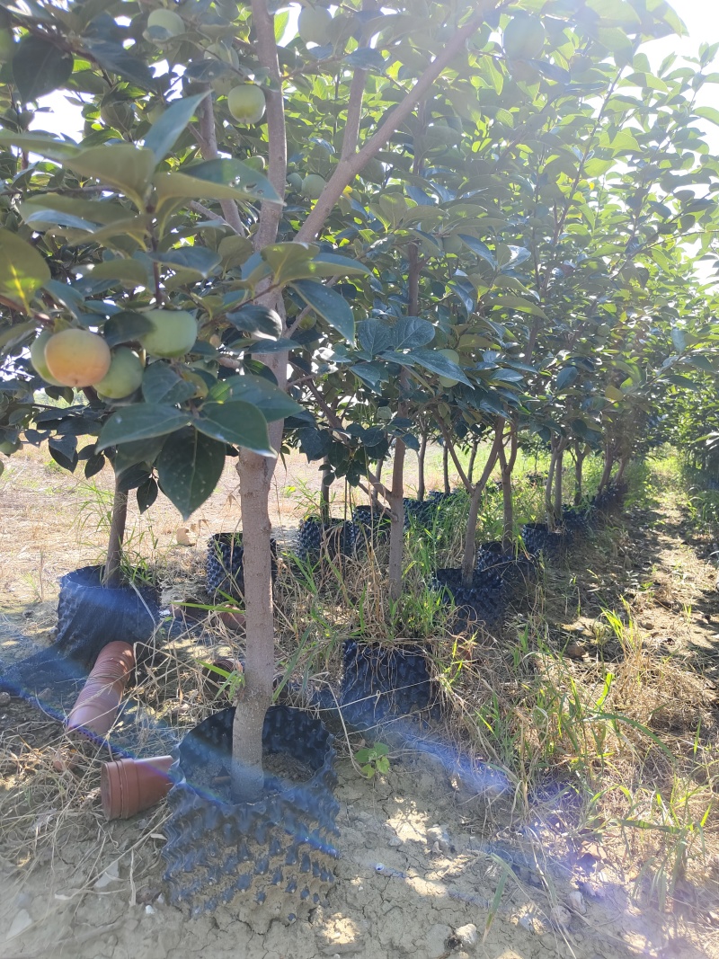 容器巧克力柿子树，5至8公分