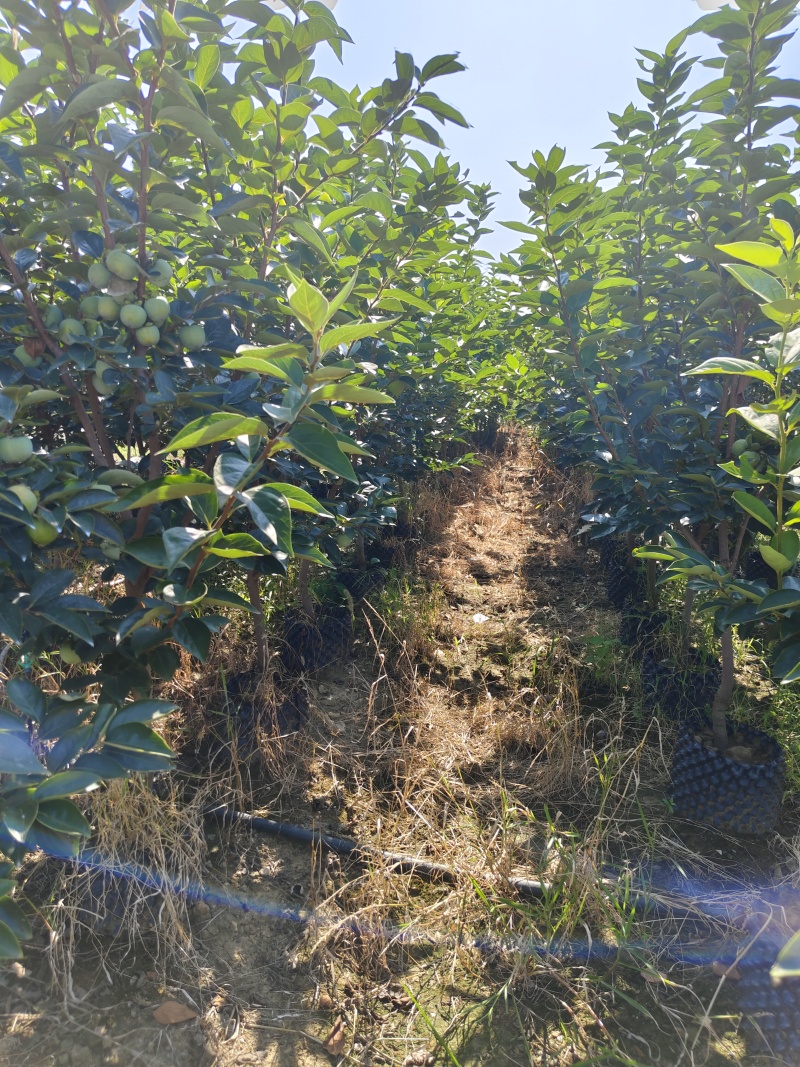 容器巧克力柿子树，5至8公分