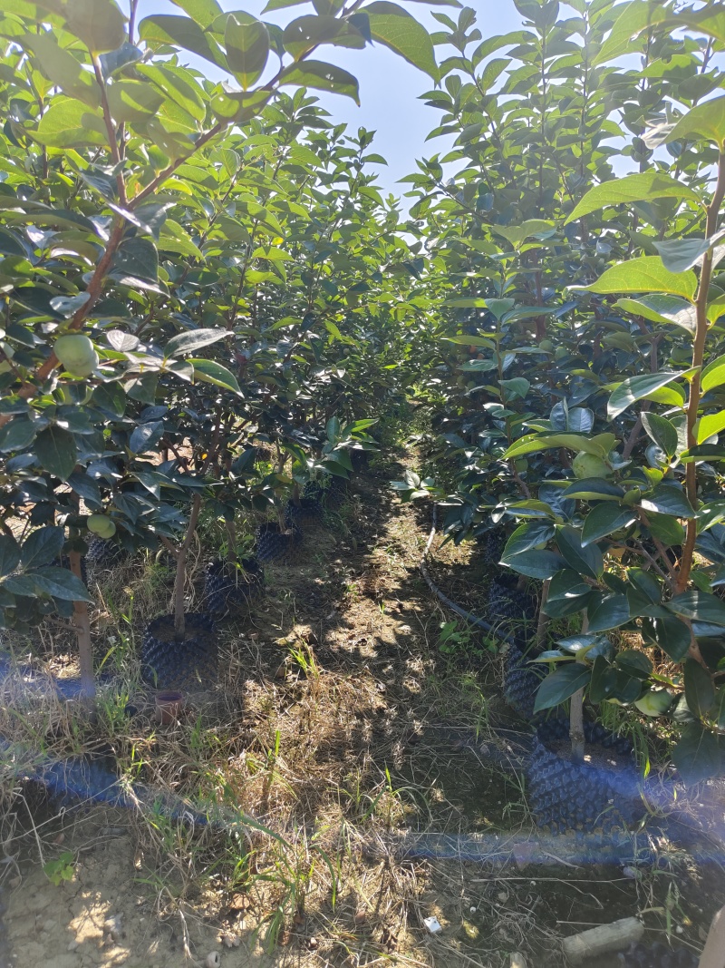 容器巧克力柿子树，5至8公分