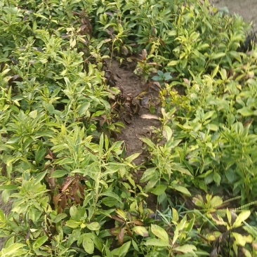 周口市沈丘县赵德营镇，白术基地，一百三十亩白术代售。