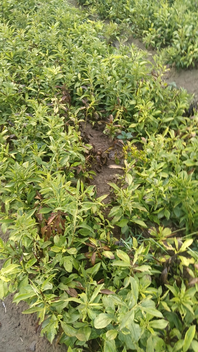 周口市沈丘县赵德营镇，白术基地，一百三十亩白术代售。