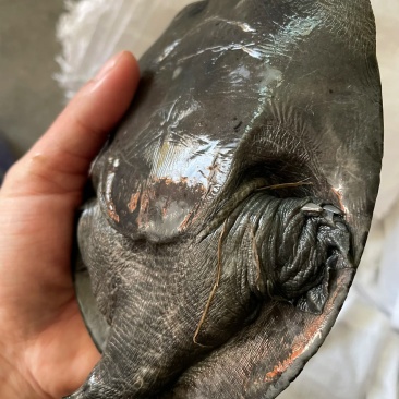 德清乌鳖甲鱼