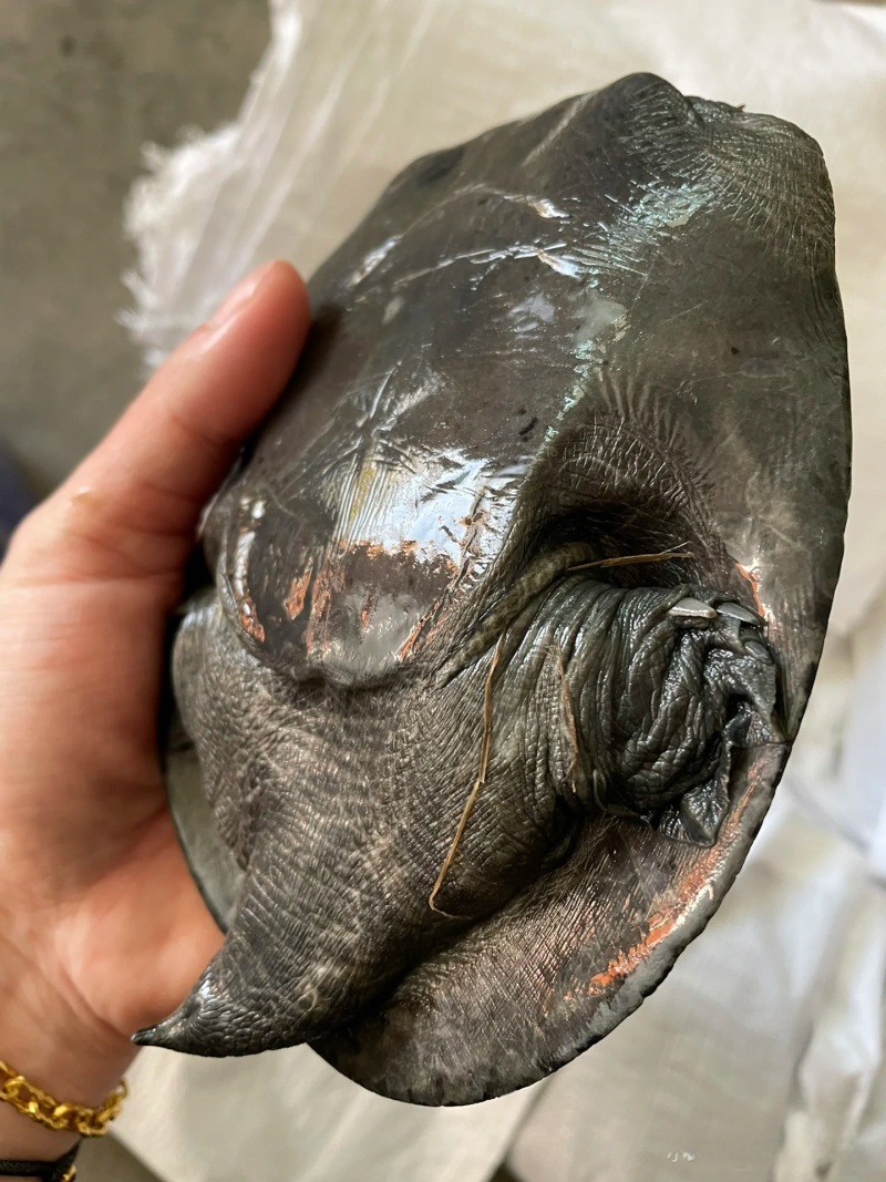 德清乌鳖甲鱼