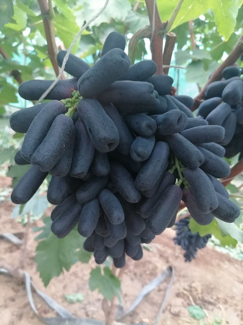 篮宝石葡萄