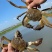 固城湖大闸蟹