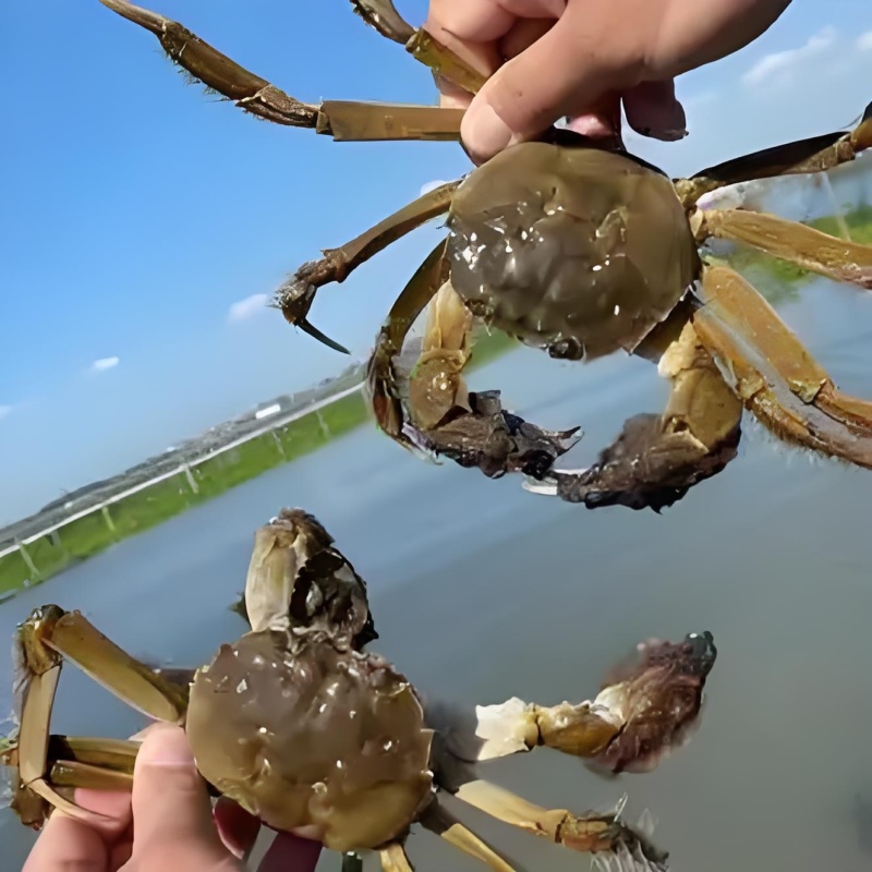 固城湖大闸蟹