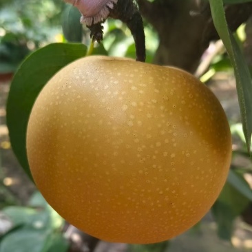 山东秋月梨
