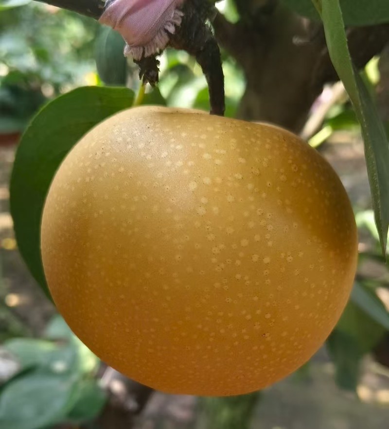山东秋月梨