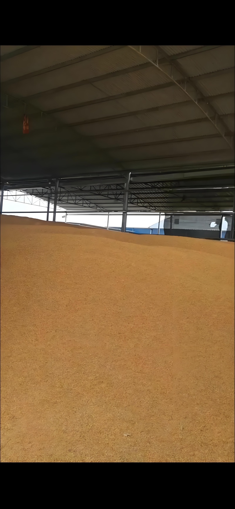 黑龙江玉米