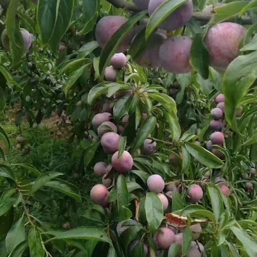 四川达州市宣汉县庙安镇脆红李