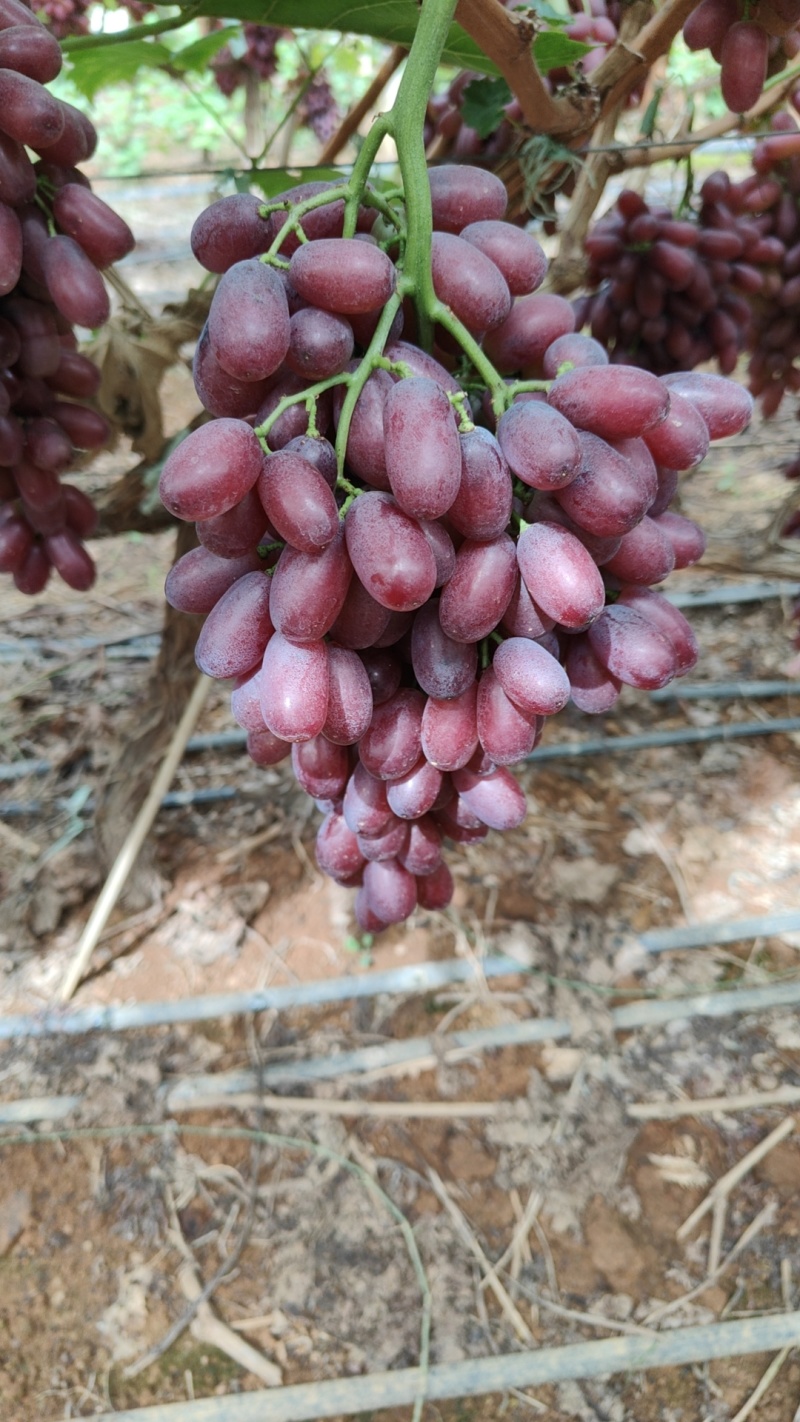 大理克伦生红提
