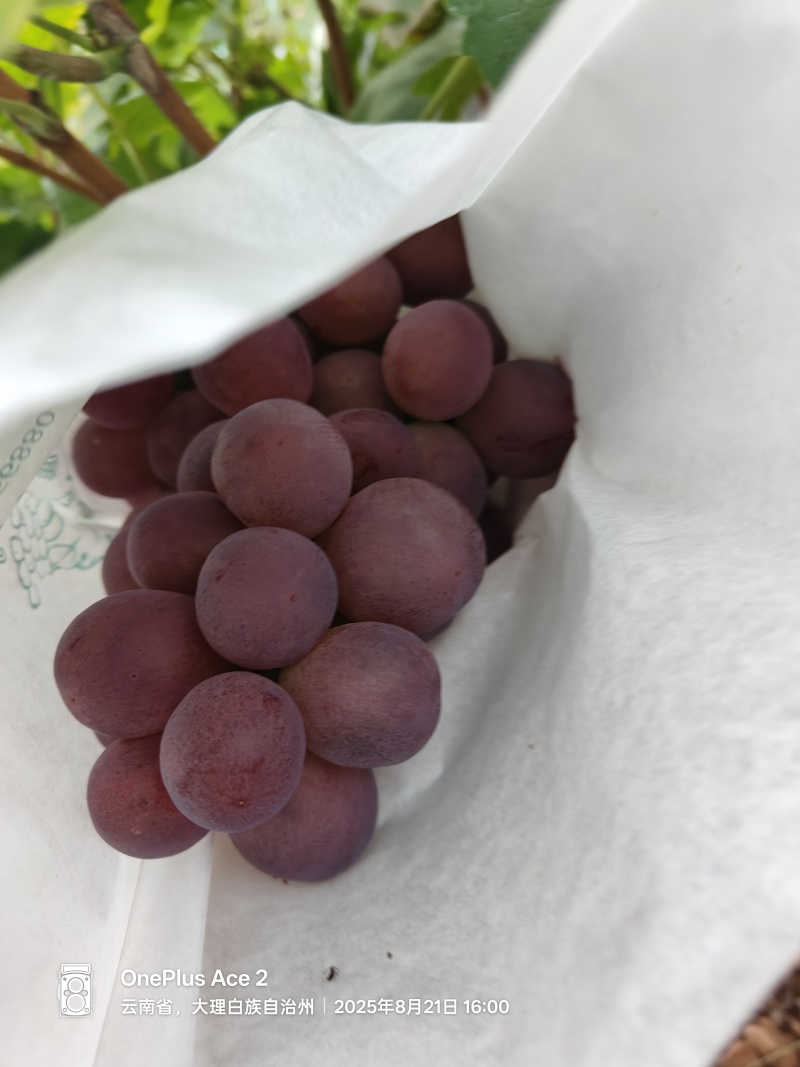 大理克伦生红提