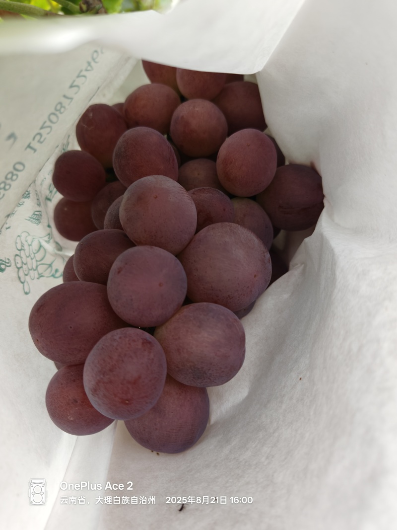 大理克伦生红提