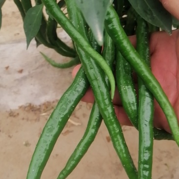 3号线椒
