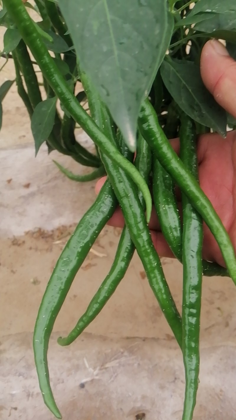 3号线椒