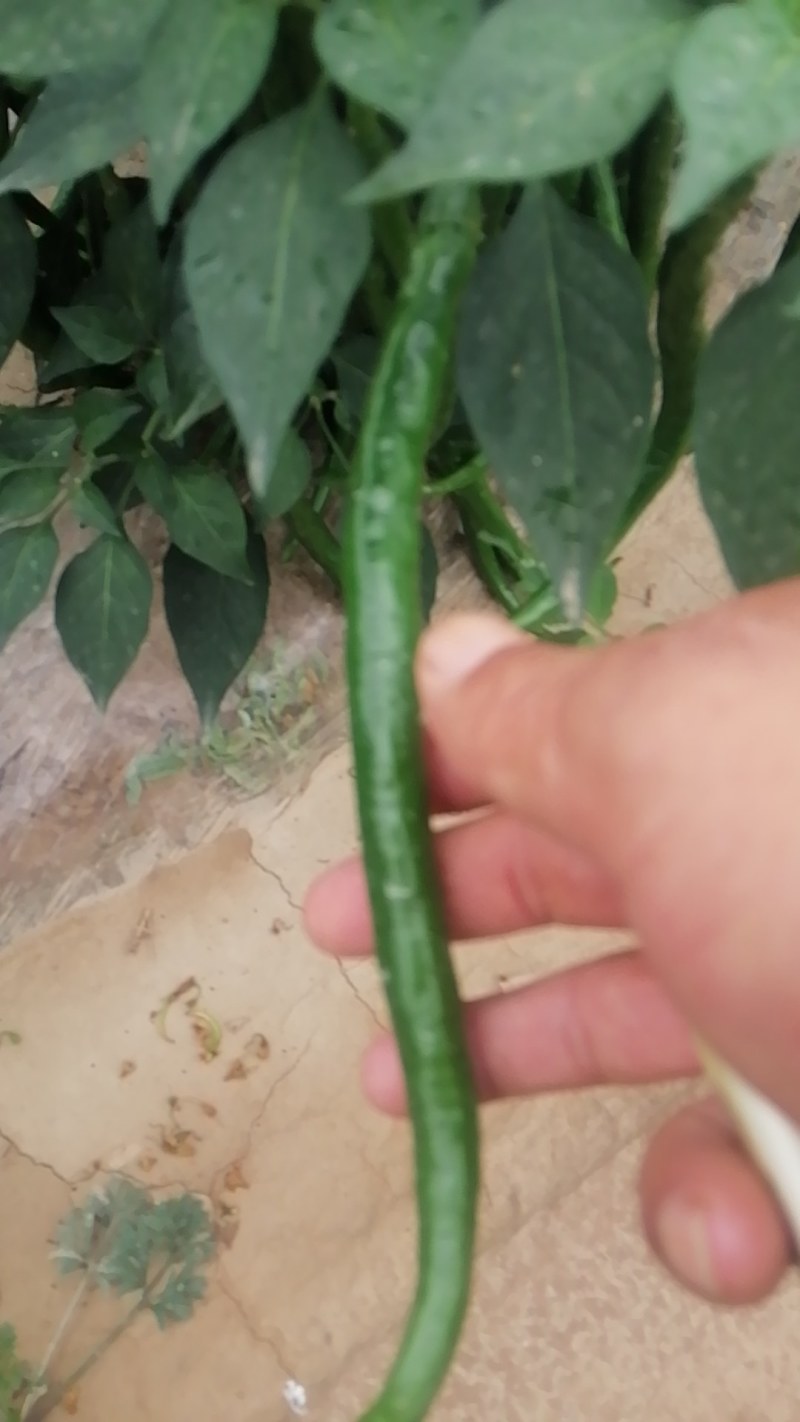 3号线椒