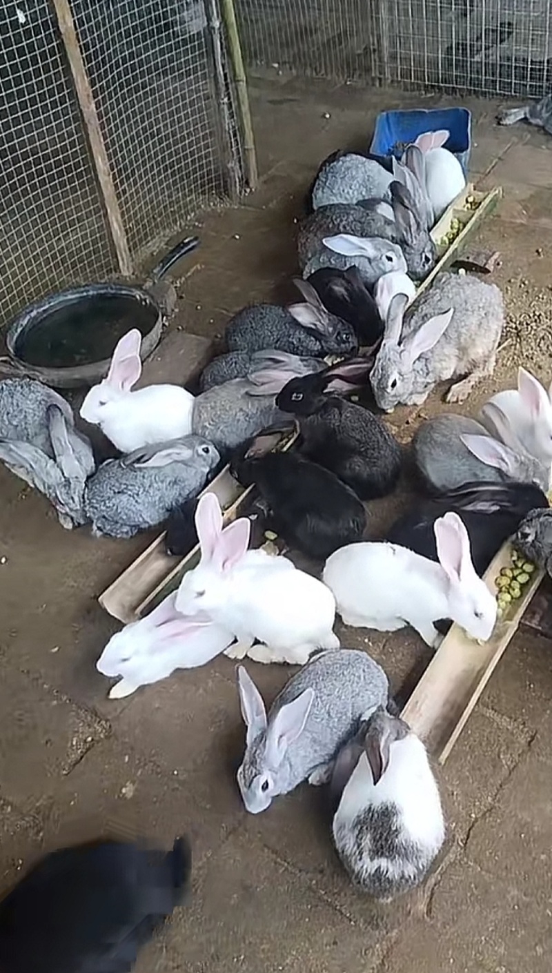 自家散养的家兔