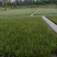 谷精子