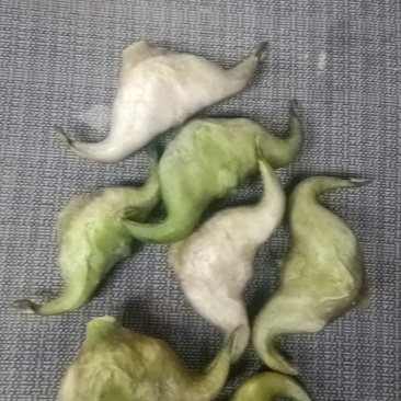 湖北菱角