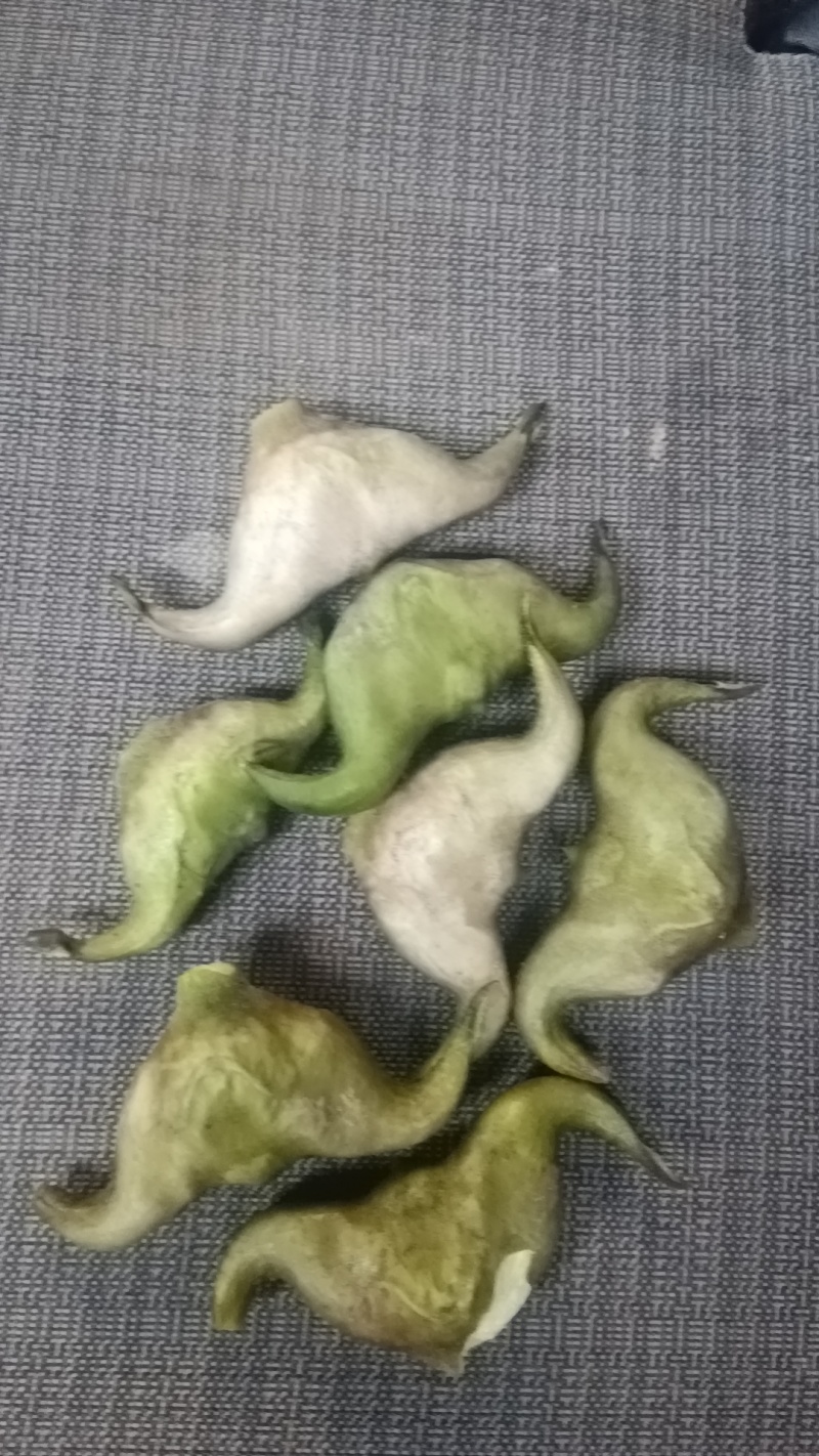 湖北菱角