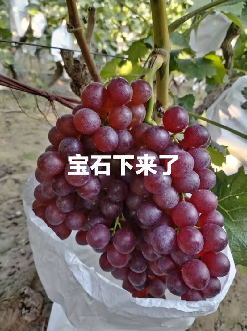 河北省邢台市广宗县公村吕英士