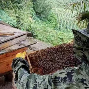 深山百花蜜，是我外公亲手养殖、割的蜂蜜，保证******