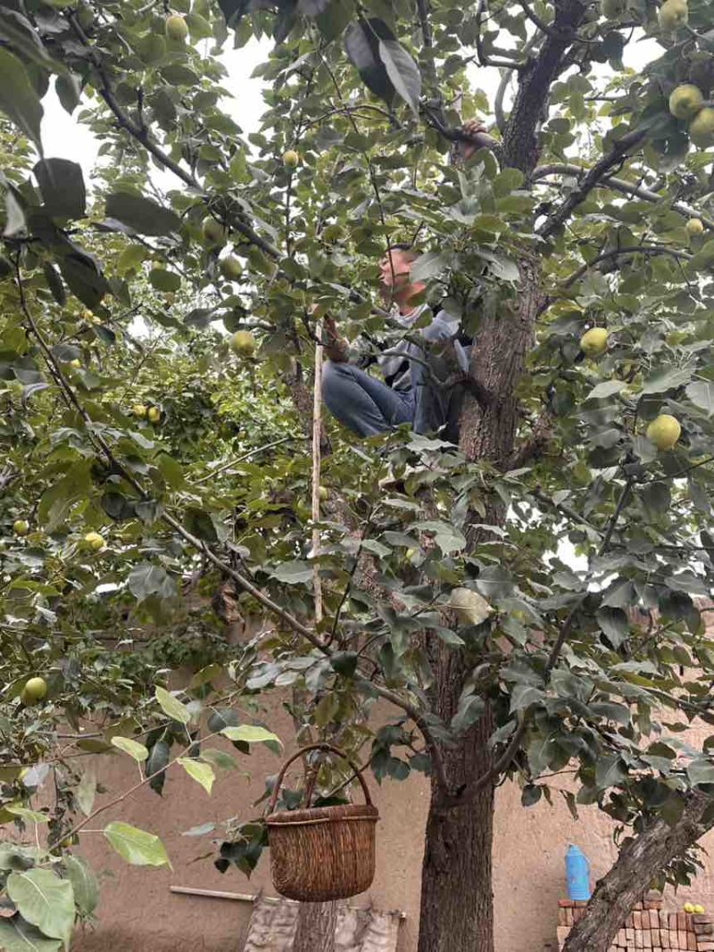 早酥梨🍐