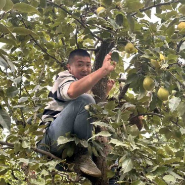 早酥梨🍐