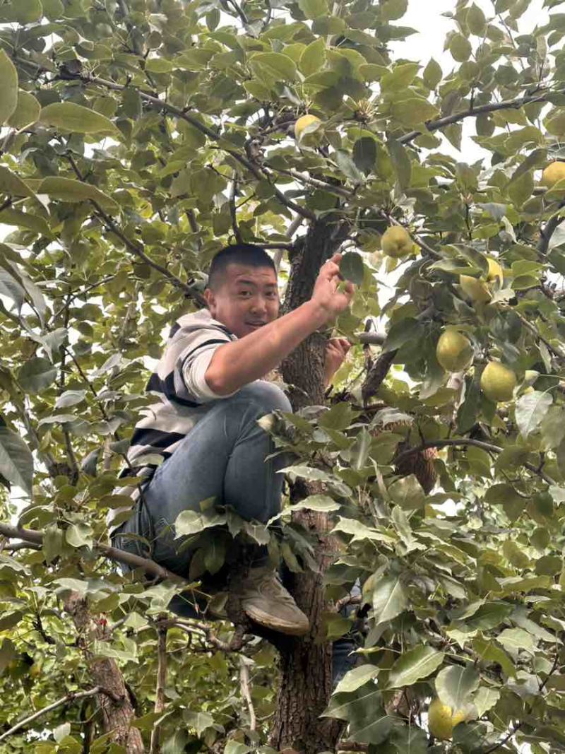 早酥梨🍐