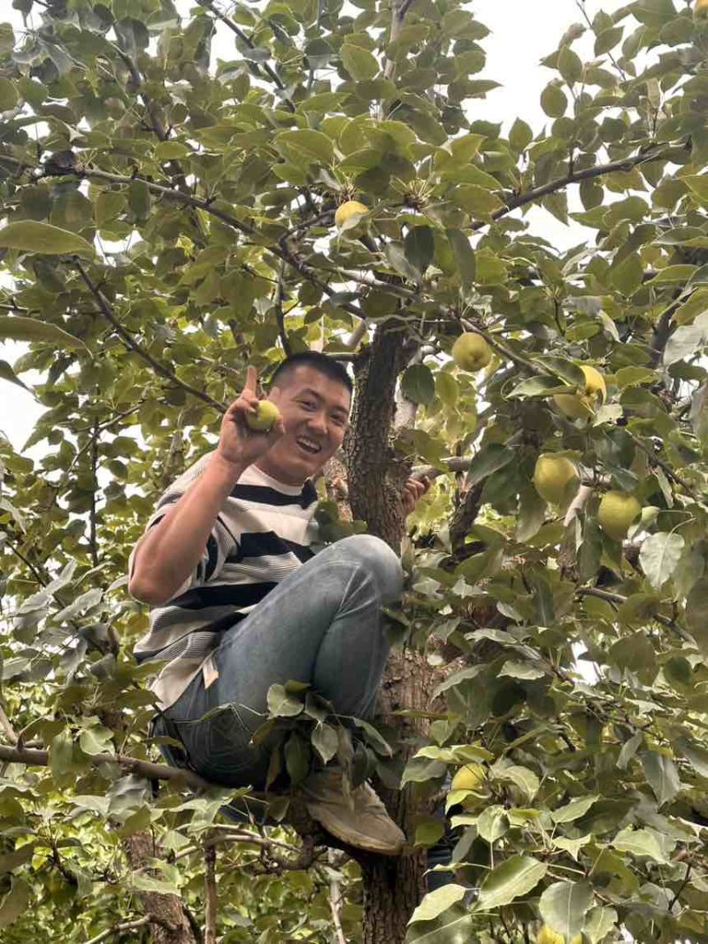 早酥梨🍐