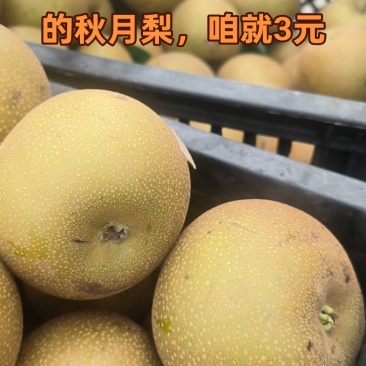 秋月梨香梨