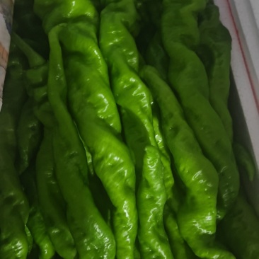 各种辣椒