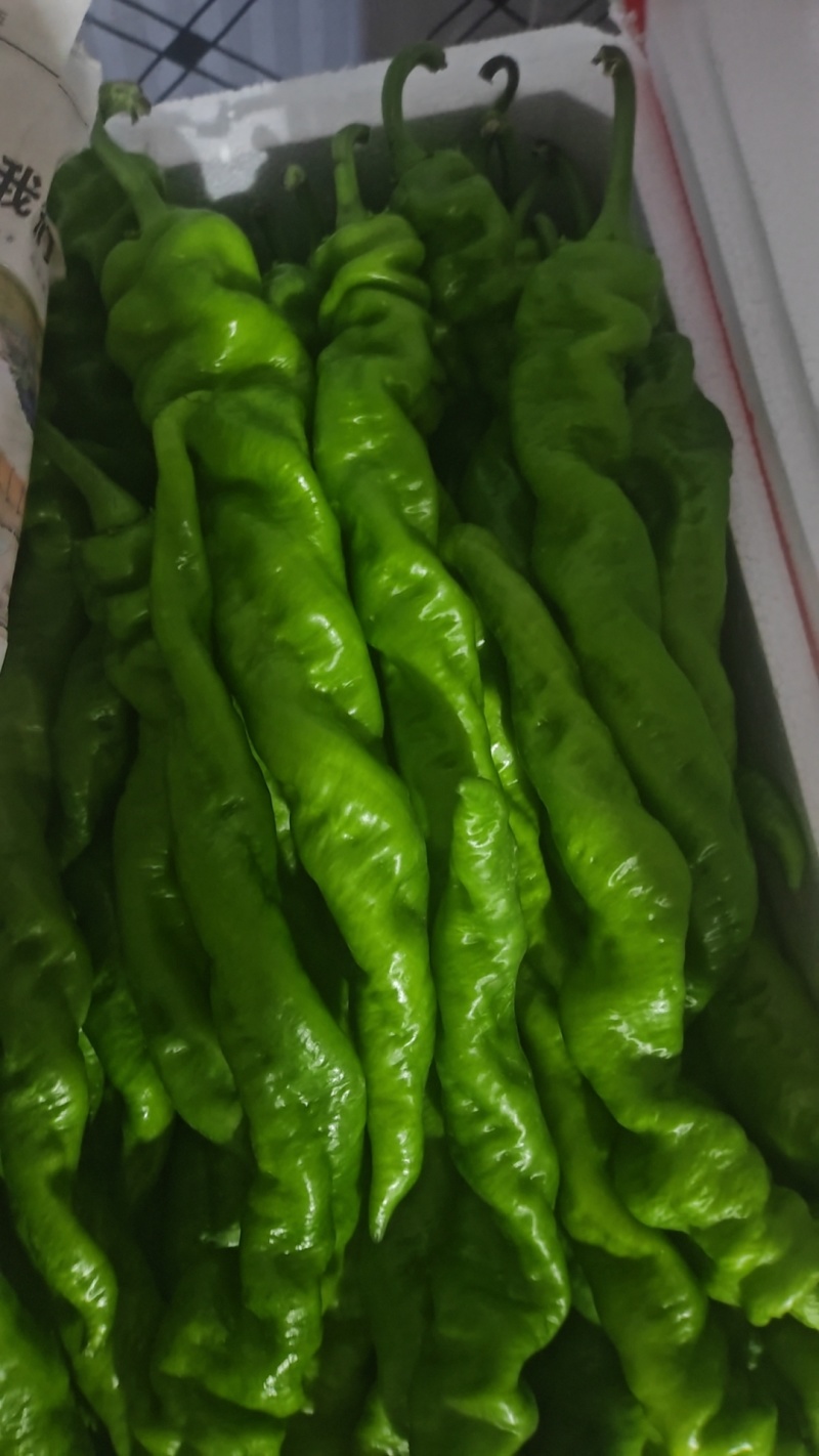 各种辣椒