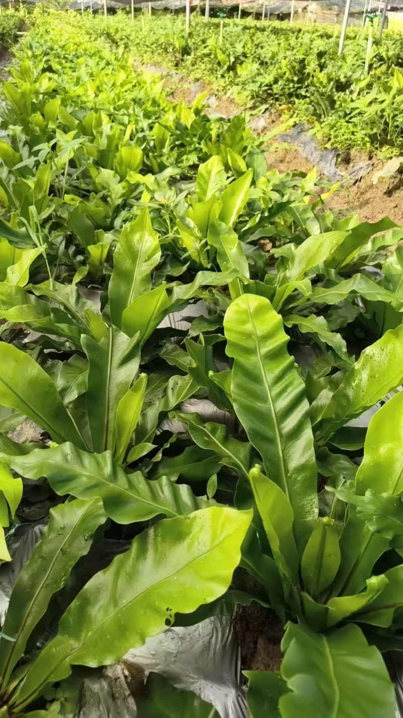 山苏菜