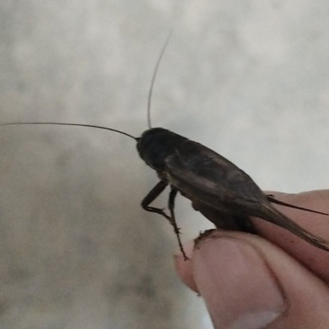 蟋蟀，活的