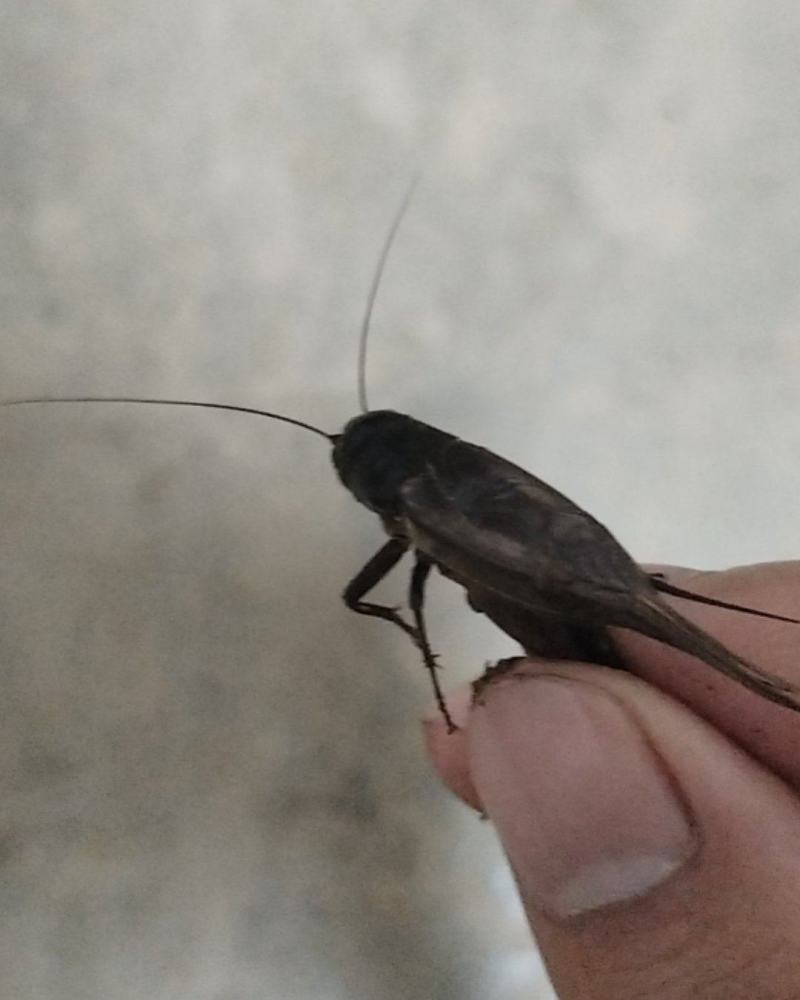 蟋蟀，活的
