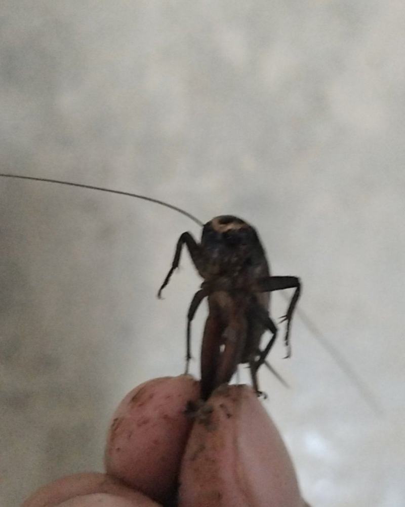 蟋蟀，活的