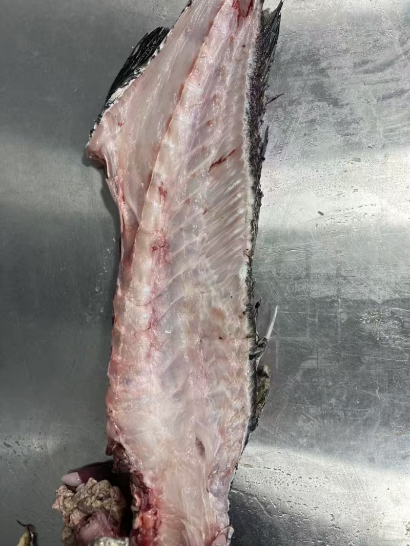 大鳘鱼骨