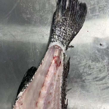 大鳘鱼骨
