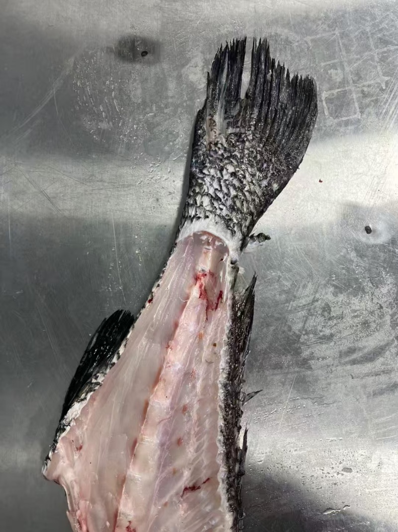 大鳘鱼骨