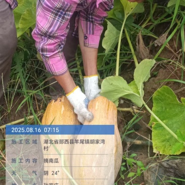 湖北省十堰市郧西县密本南瓜