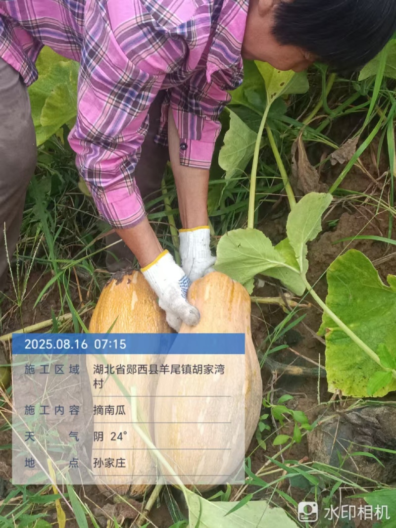 湖北省十堰市郧西县密本南瓜